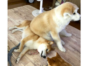 柴犬,Instagram