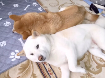 柴犬,YouTube