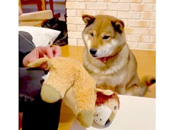 柴犬,動画