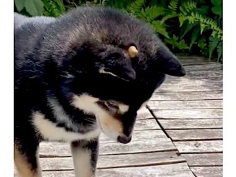 柴犬,動画
