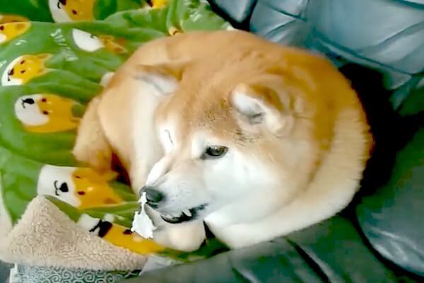 ヴゥ 柴犬の鼻にでかいゴミ 良かれと思って手を伸ばすと静かにムキられるあるある 動画 柴犬ライフ Shiba Inu Life ヴゥ 柴犬の鼻にでかいゴミ 良かれと思って手を伸ばすと静かにムキられるあるある 動画 柴犬ライフ Shiba Inu Life