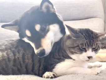 柴犬,YouTube