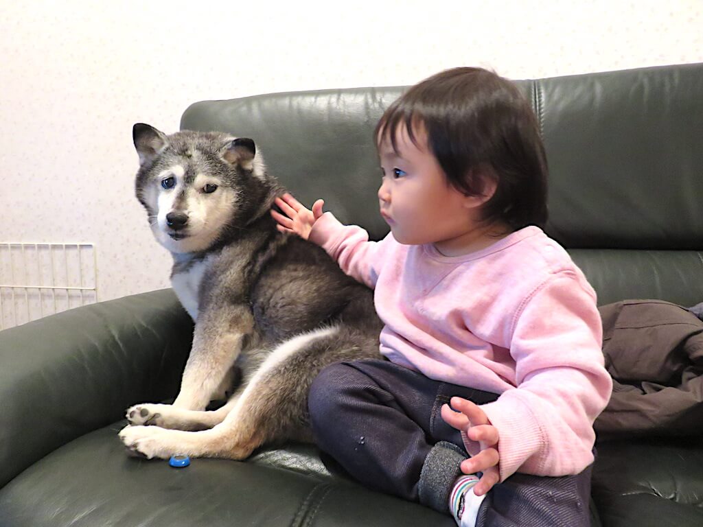柴犬と赤ちゃん