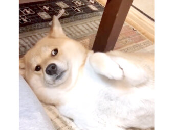 柴犬,Instagram