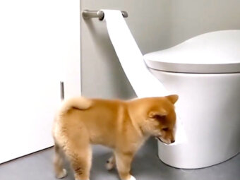 柴犬,Instagram