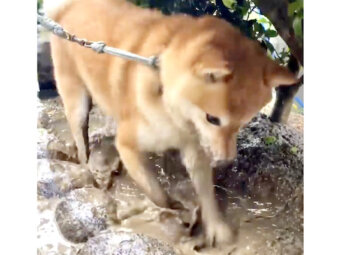 柴犬,Instagram