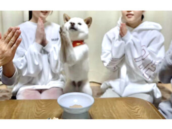 柴犬,YouTube