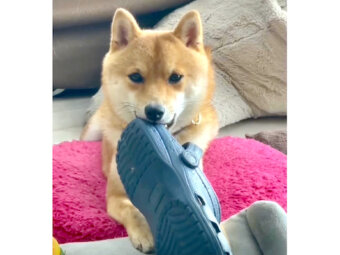 柴犬,YouTube