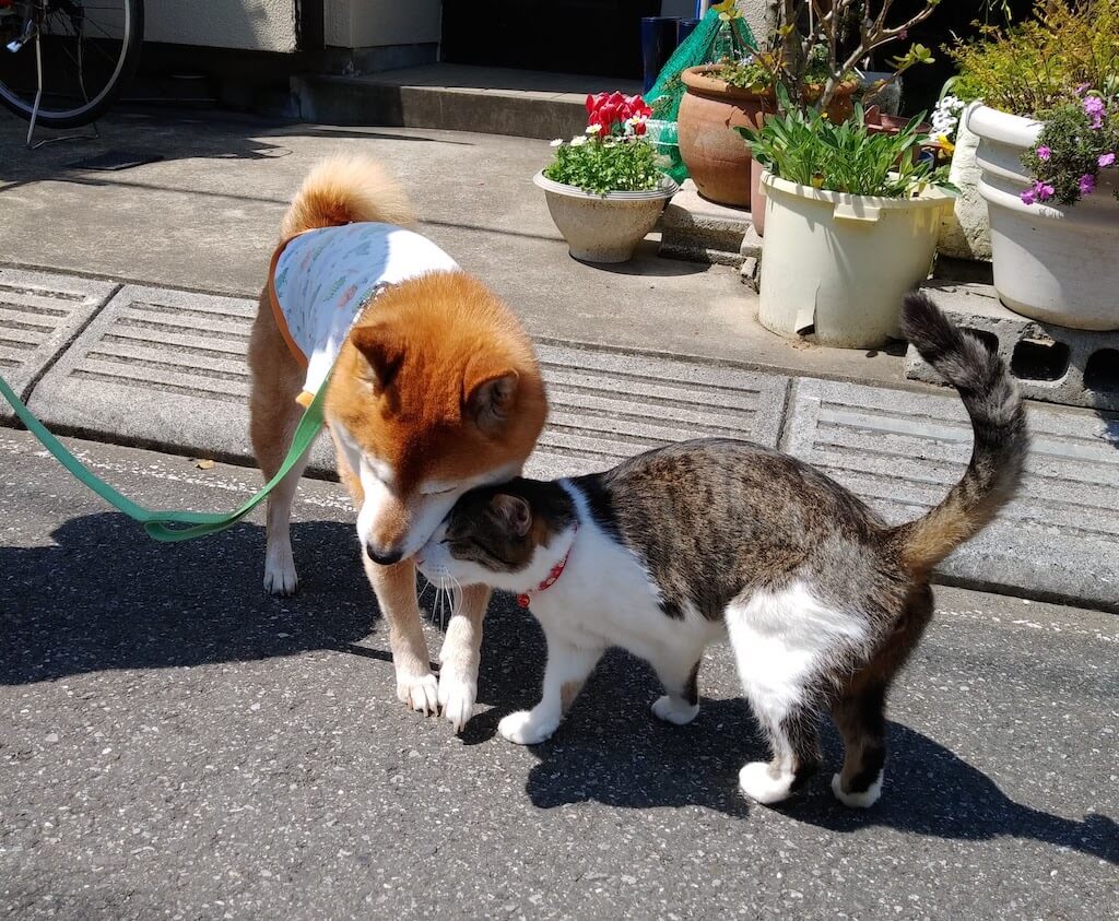 柴犬と猫