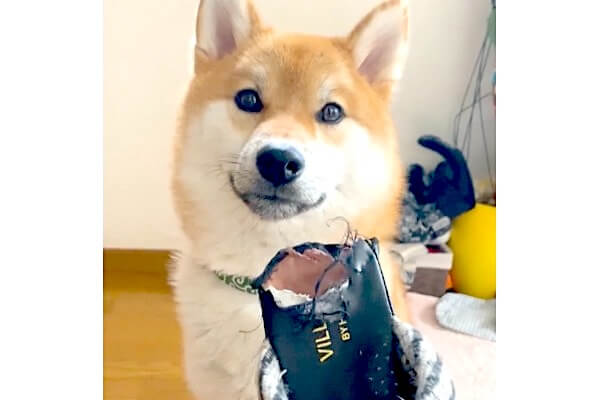 やたら良い笑顔で説教を聞く柴犬。何言ってもこっちが負けたみたいな変