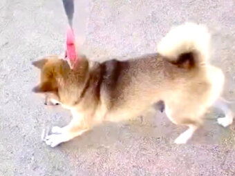 柴犬,動画