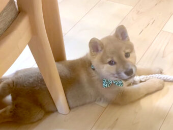 柴犬,YouTube