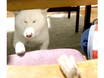柴犬,動画