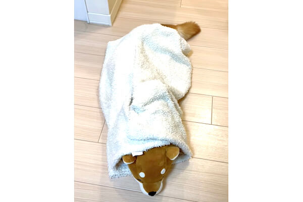 しっぽだけやたらリアルなぬいぐるみだと思ったら ご本犬登場シーンまで全部可愛い 柴犬動画 柴犬ライフ Shiba Inu Life