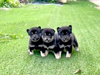 カメラを向けられ緊張した 柴犬赤ちゃんズが単なる可愛いのかたまり化 天使動画 ポイント交換のpex