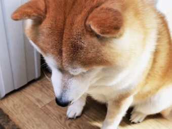 柴犬,YouTube
