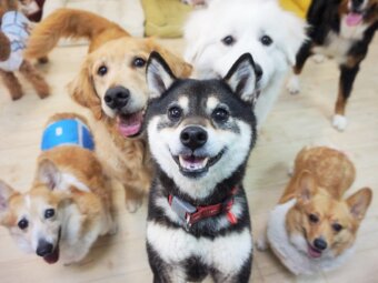 柴犬,ゴールデンリトリーバー,トイプードル