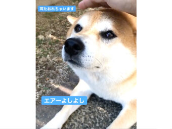 柴犬,動画