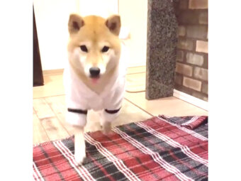 柴犬,動画