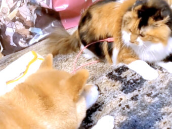 柴犬,動画