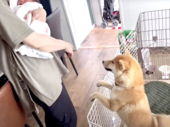 柴犬,YouTube