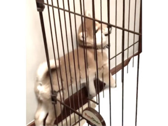 柴犬,動画