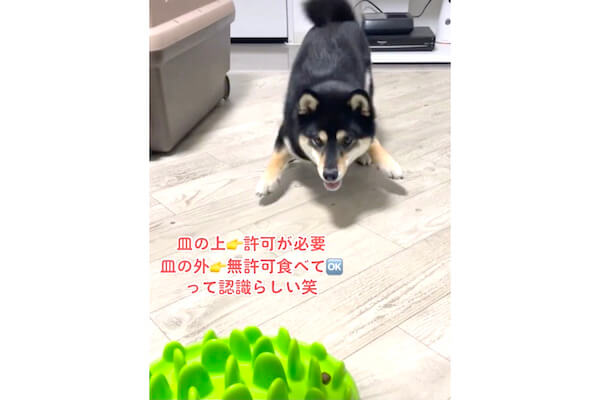 「動きじわる」「待ち方の癖が可愛い」皿の上→許可が必要、皿の外→自由に食べてOKというマイルールに則る柴犬【動画】 | 柴犬ライフ ...