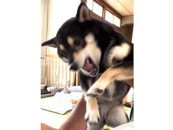 柴犬,動画