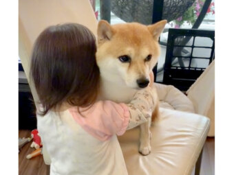 柴犬,動画