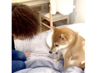 柴犬,動画