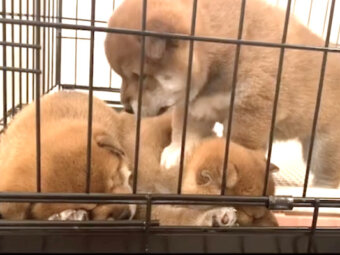 柴犬,動画