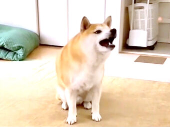 柴犬,動画