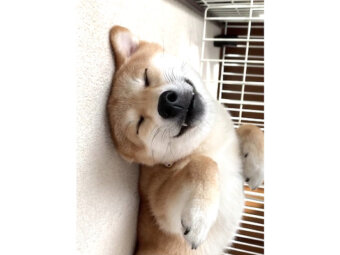 柴犬,動画