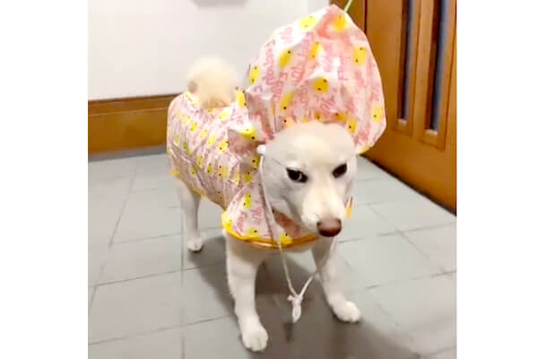 給食当番やん 七福神にいそう レインコートの頭の部分を持て余している柴犬に笑いが止まらん 動画 柴犬ライフ Shiba Inu Life