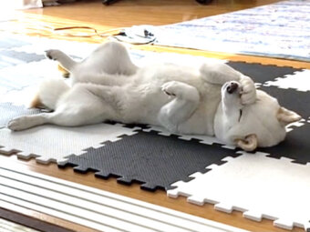 柴犬,動画