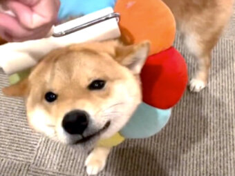 柴犬,動画