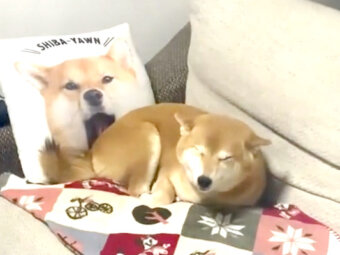 柴犬,動画
