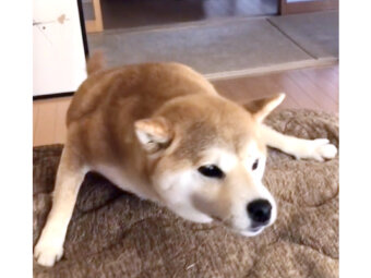 柴犬,動画