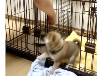 柴犬,動画