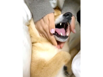 柴犬,動画