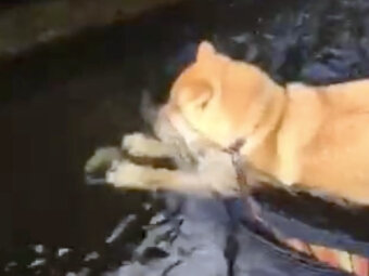 柴犬,動画