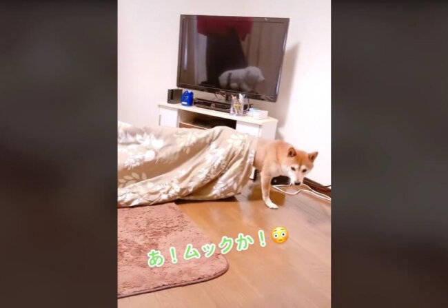 柴犬,動画