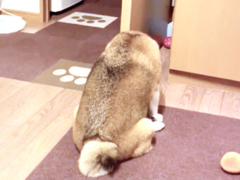 柴犬,動画
