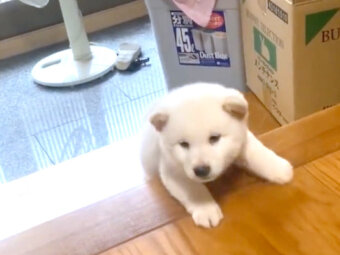 柴犬,動画