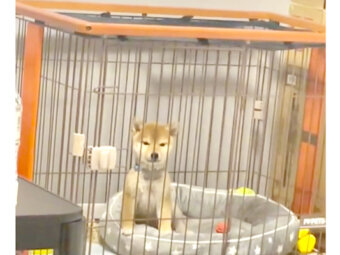 柴犬,動画