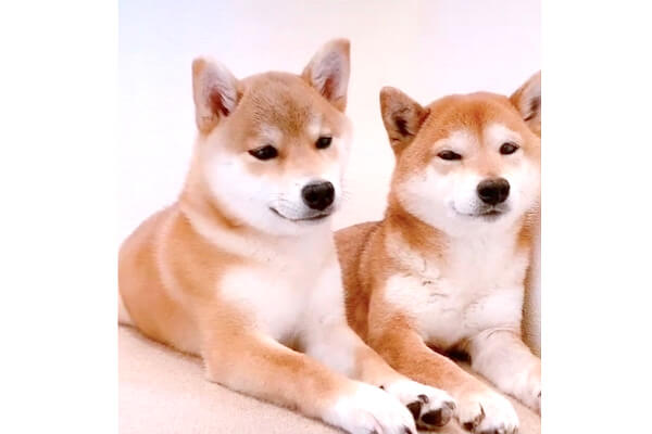 耳ペロを拒否され落ち込む柴犬と実は嫌がるフリをしてただけの柴犬 なんだただのラブラブカップルか 動画 柴犬ライフ Shiba Inu Life