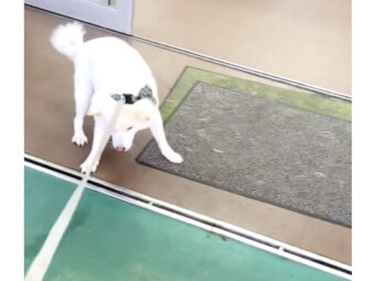 柴犬,動画
