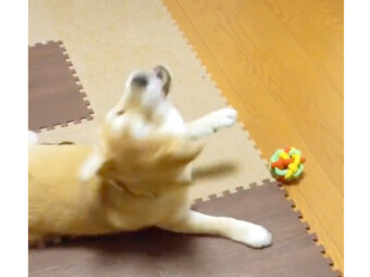 柴犬,動画