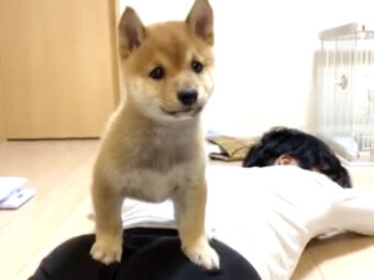 出張帰りの飼い主を襲撃する柴犬パピー 背中に乗ってドヤ顔してるの笑う 動画 ポイント交換のpex