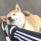 その好奇心がアダとなり 痛々しいことになってしまった柴犬ラッキー 柴犬ライフ Shiba Inu Life
